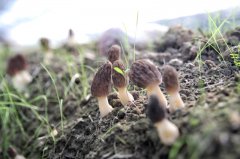 <b>并且这里有其他山区罕见一见的连片</b>